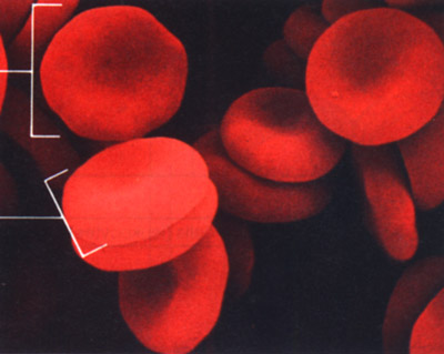 magnified blood cells
