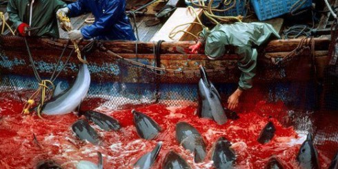 Dolphin Massacre in Japan