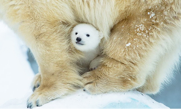 Cute Polar Bear Cub