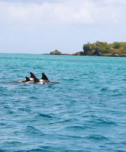 Tobago Dolphins