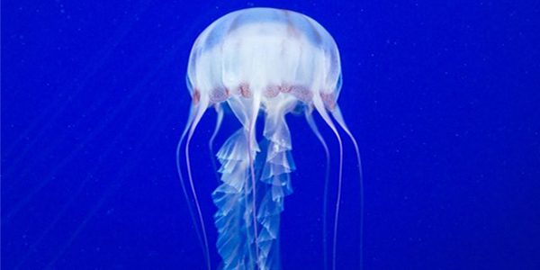 jellyfish sleep