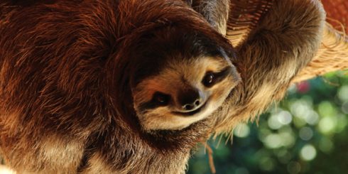 Buttercup the Sloth