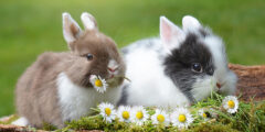 baby animals bunnies