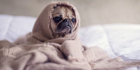 Pug in a Blanket - loves animals