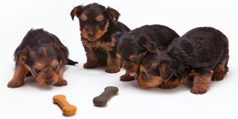 yorkshire terrier puppies - dog treats for dogs