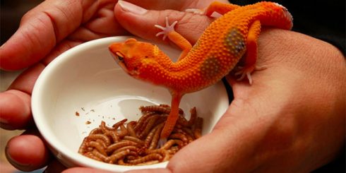 lizard reptile diet