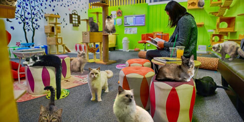 Animal Cafes