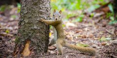 tree hugger squirrel - forest management