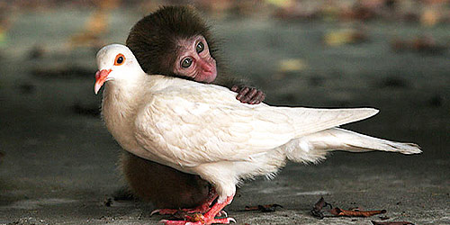 monkey-pigeon-hug