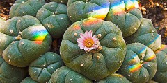 peyote cactus flowering