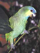 Coco, Amazon parrot