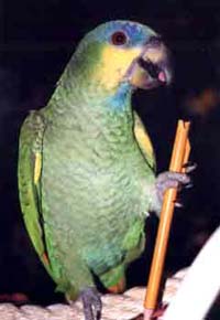 Coco, Amazon parrots