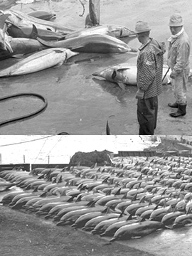 Dolphin Massacre in Japan