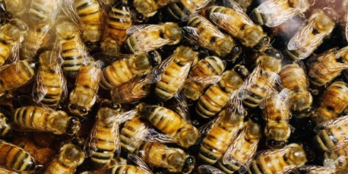 Killer Africanized Bees
