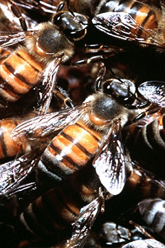 killer_bees