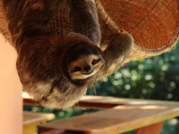 How can you not love this face? Buttercup the sloth of Meet The Sloths TV series