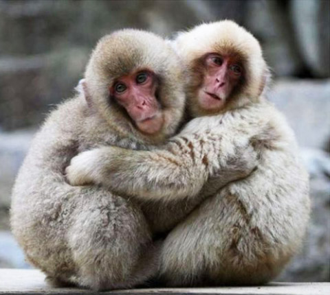 Monkeys Hug