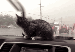 windshield wiper gif