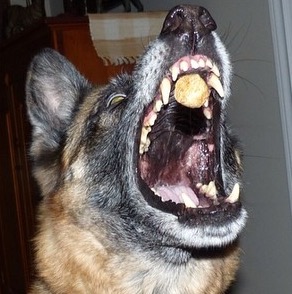 Dog making funny face while catching a cookie