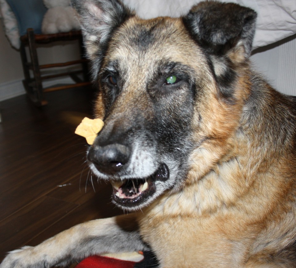 Funny pictures of dogs trying to catch cookies