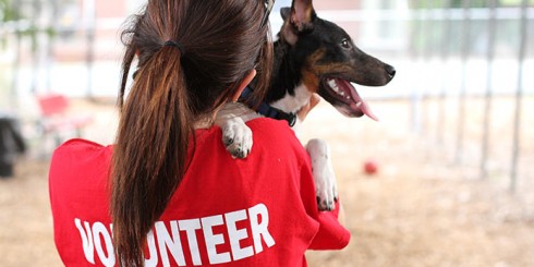 volunteer animal shelter humane dog