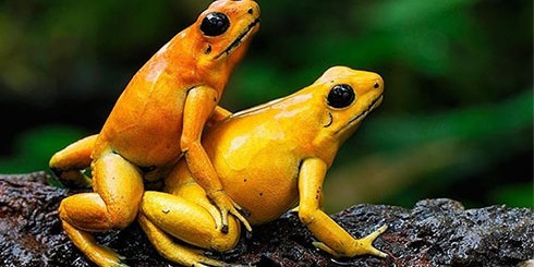 sex-frogs