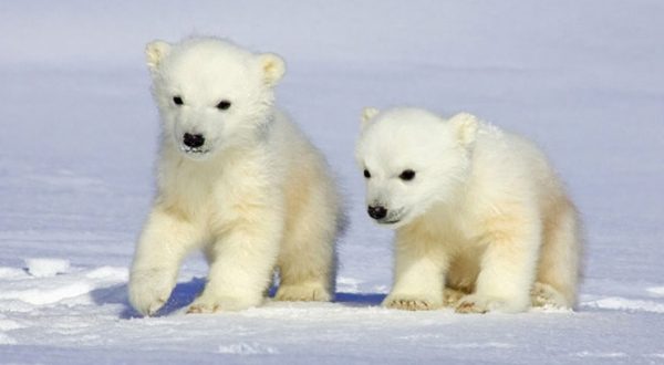 Cute Polar Bear Cubs