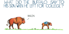 bison joke