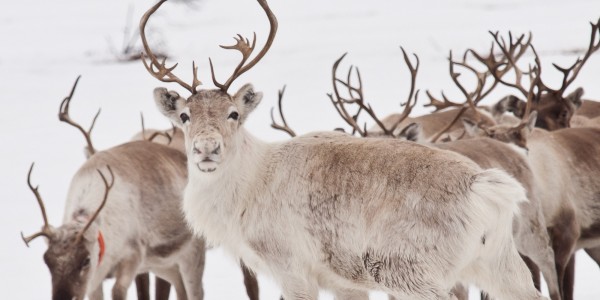 Reindeer with antlers