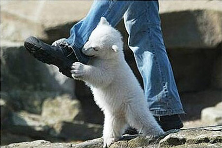 polar-bear-attack