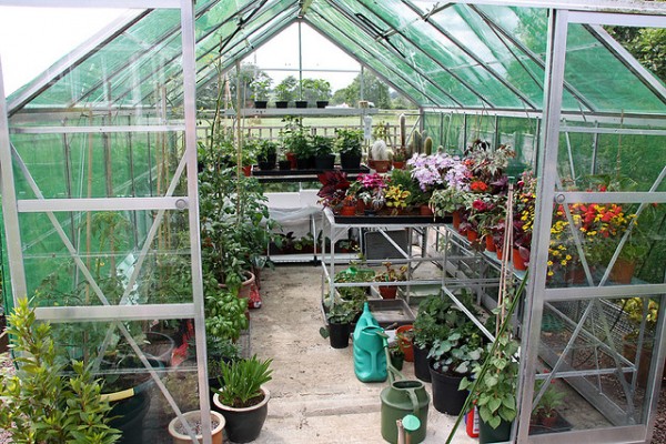 greenhouse, garden, valentines day, garden, green 