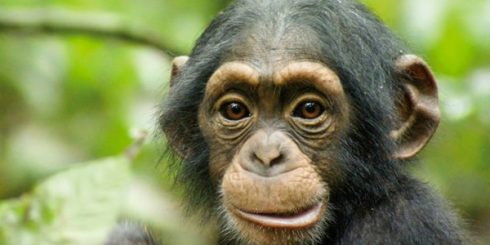 DisneyNature chimpanzee Oscar