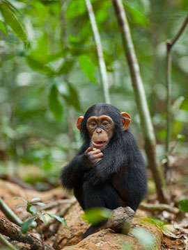 DisneyNature chimpanzee