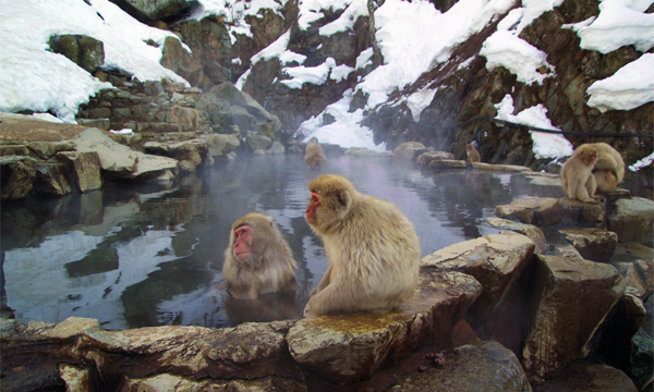 Japanese Macaques Hot Springs