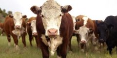Cowspiracy documentary