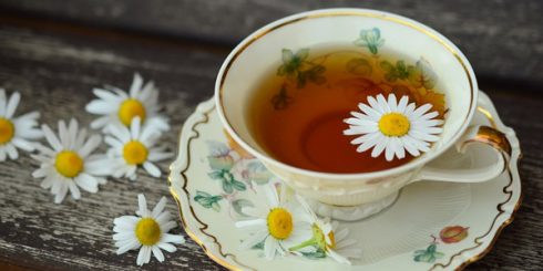 daisy herbal tea