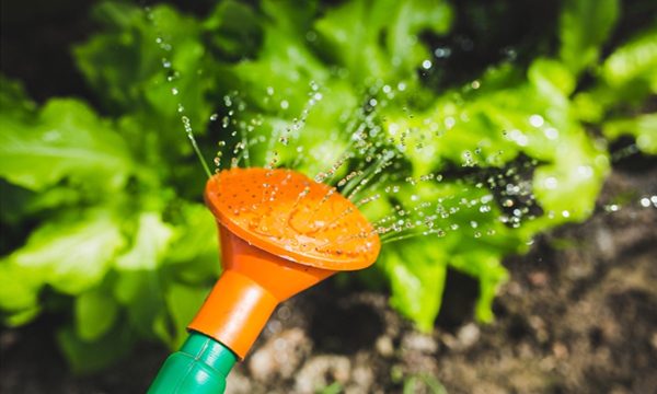 garden watering can