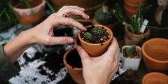pot in your garden