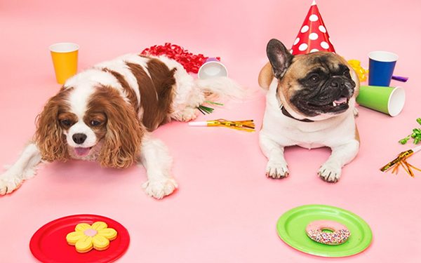 Party like a dog - National Dog Day