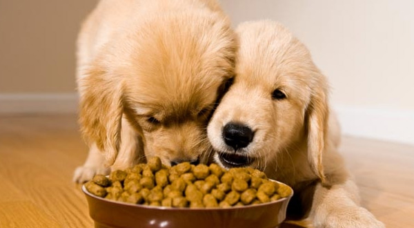 puppy dog foods
