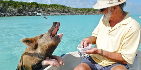 The Bahamas Pigs