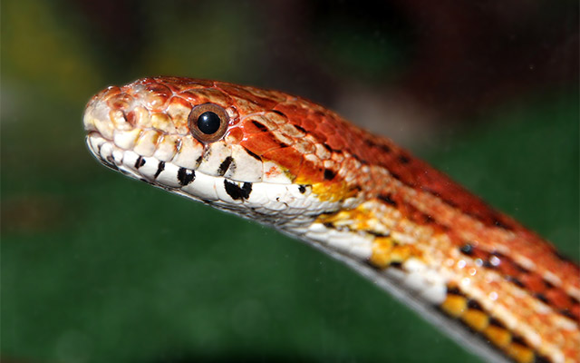 pets reptiles corn snake