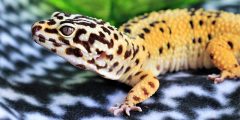 pets reptiles leopard gecko