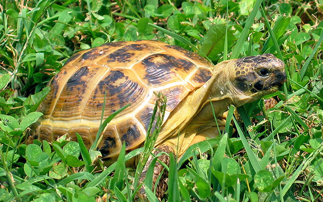 pets reptiles russian tortoise