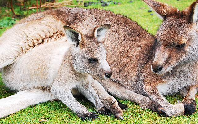 animal babies kangaroo kid