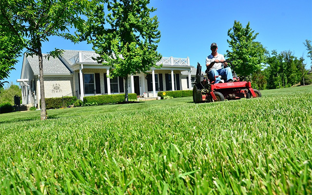 Maintain your lawn in the spring