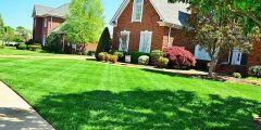 perfect summer lawn care
