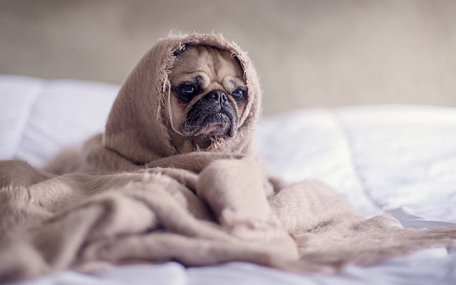 Pug in a Blanket - loves animals