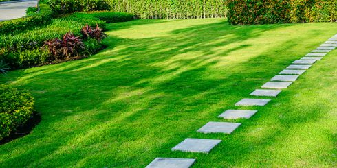 Maintain your lawn in the summer