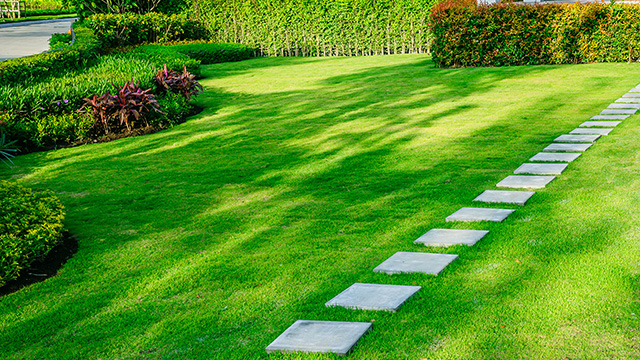 Maintain your lawn in the summer